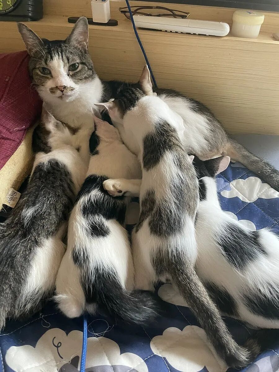 小猫年纪轻轻但儿孙满堂…网友：咪好有福气哈哈（组图） - 4