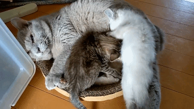 小猫年纪轻轻但儿孙满堂…网友：咪好有福气哈哈（组图） - 1