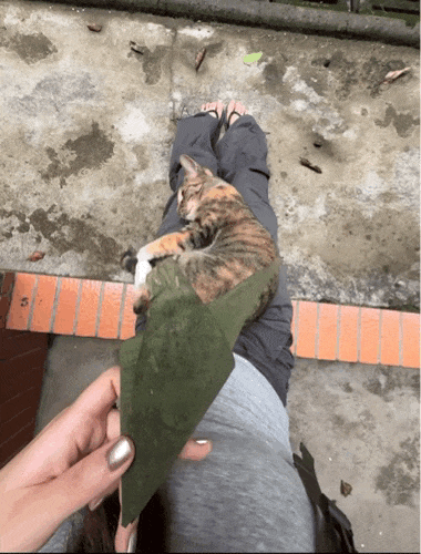 【宠物】家里捡回来的小奶牛猫，居然无师自通学会了拔罐，越拔越熟练，该不会上辈子是个医学生吧！（组图） - 7