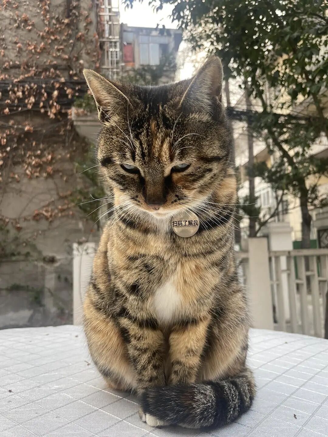 【宠物】家里捡回来的小奶牛猫，居然无师自通学会了拔罐，越拔越熟练，该不会上辈子是个医学生吧！（组图） - 9