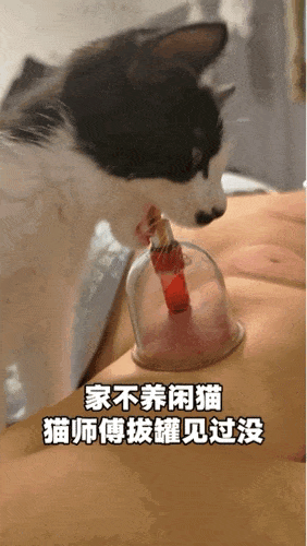 【宠物】家里捡回来的小奶牛猫，居然无师自通学会了拔罐，越拔越熟练，该不会上辈子是个医学生吧！（组图） - 5