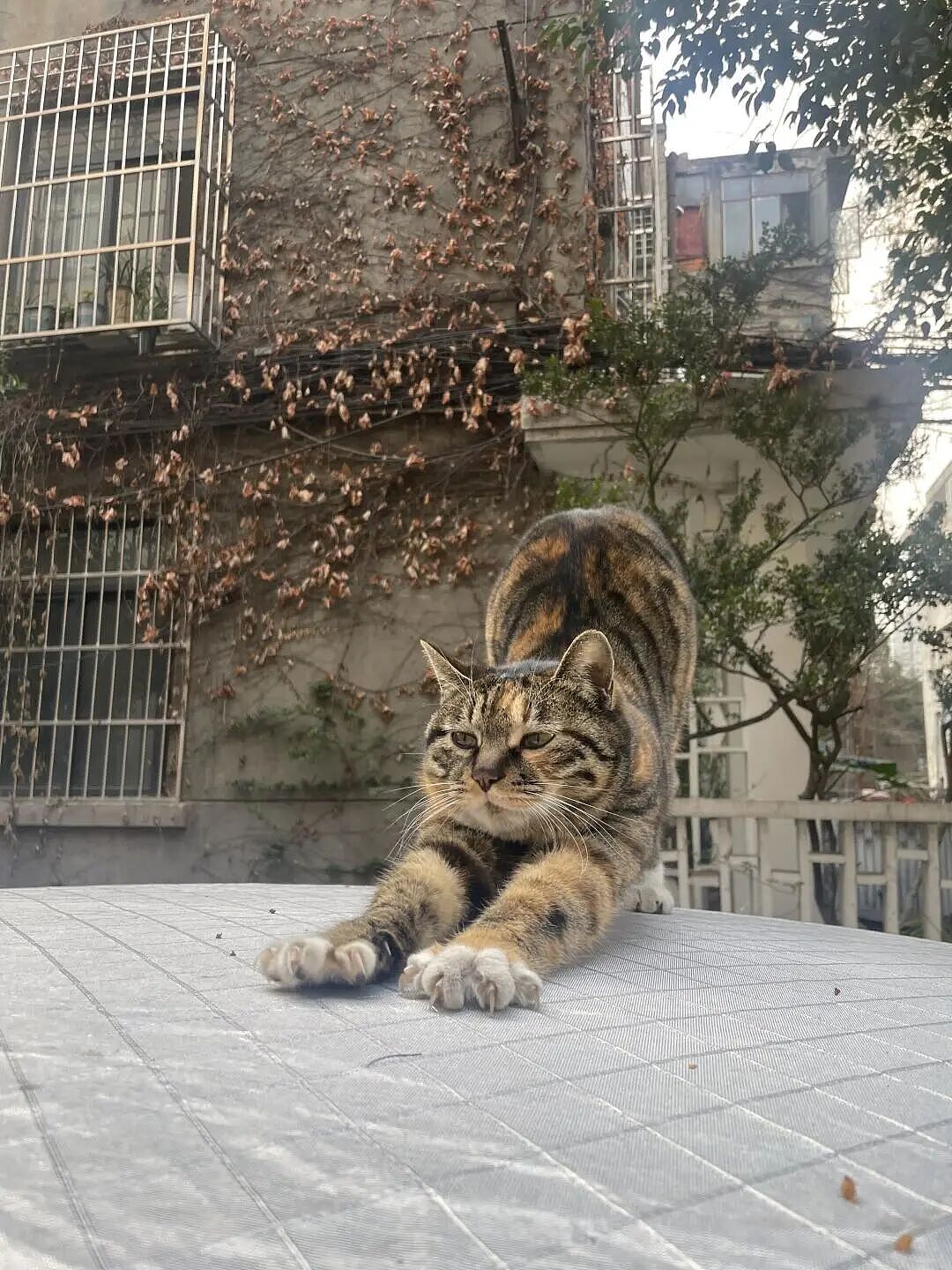 【宠物】家里捡回来的小奶牛猫，居然无师自通学会了拔罐，越拔越熟练，该不会上辈子是个医学生吧！（组图） - 10