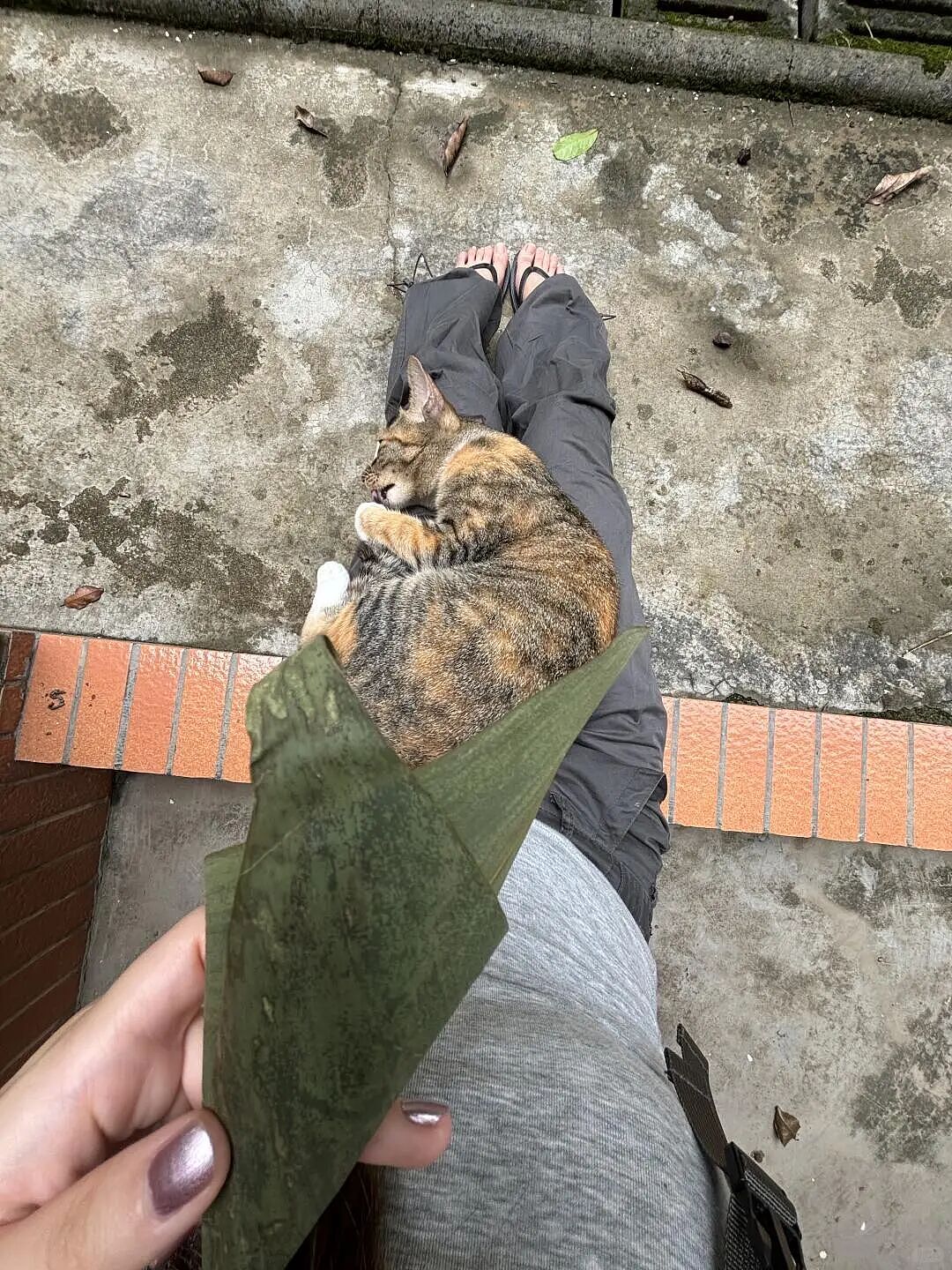 【宠物】家里捡回来的小奶牛猫，居然无师自通学会了拔罐，越拔越熟练，该不会上辈子是个医学生吧！（组图） - 6