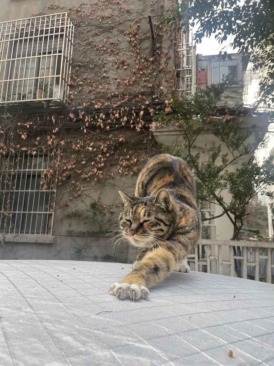 【宠物】家里捡回来的小奶牛猫，居然无师自通学会了拔罐，越拔越熟练，该不会上辈子是个医学生吧！（组图） - 11