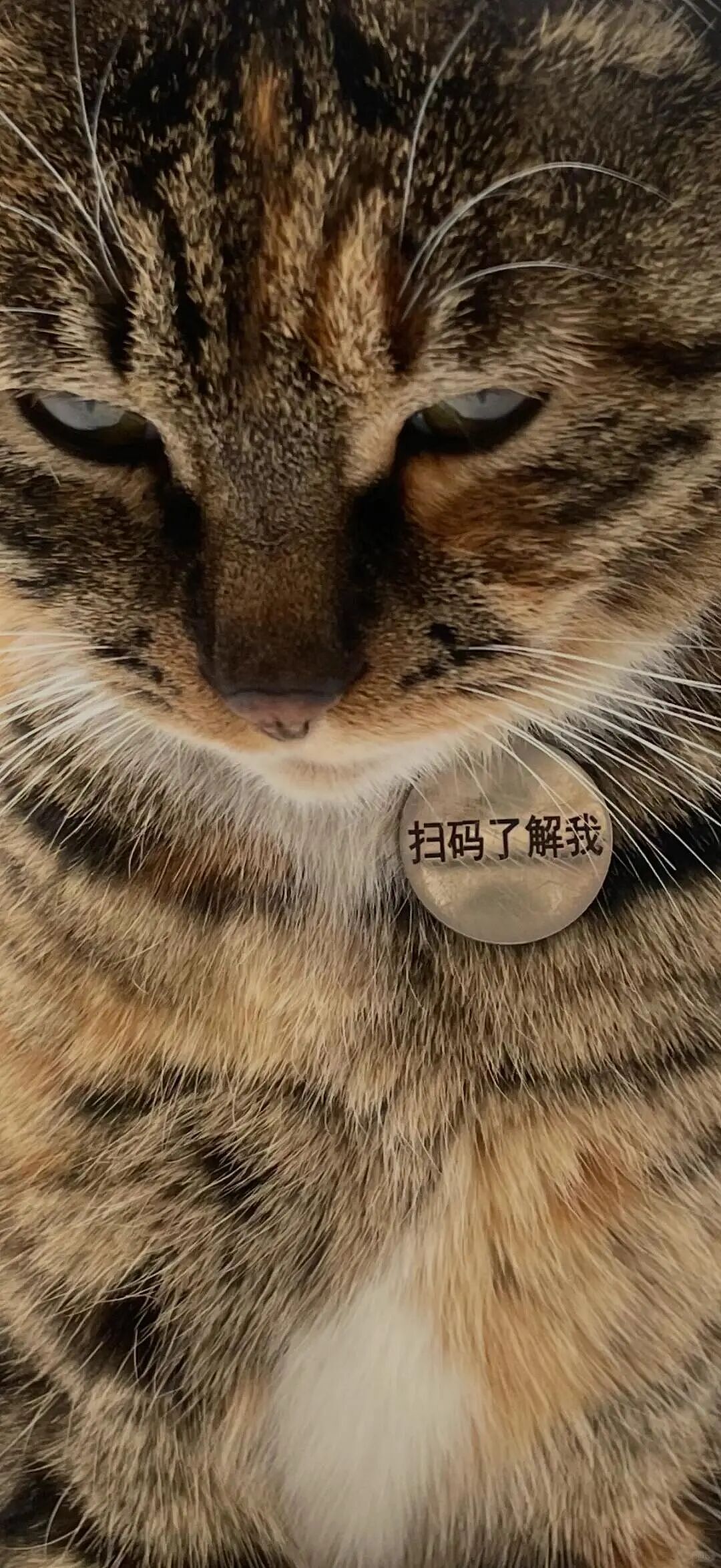【宠物】家里捡回来的小奶牛猫，居然无师自通学会了拔罐，越拔越熟练，该不会上辈子是个医学生吧！（组图） - 8