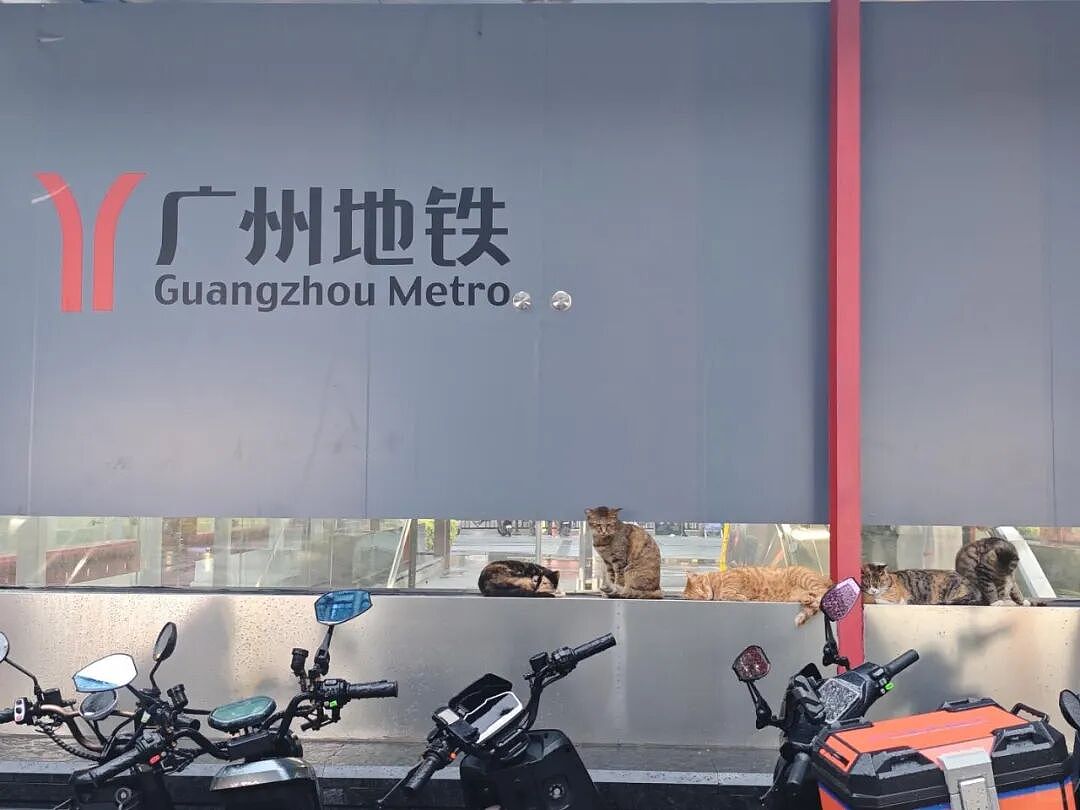 【宠物】家里捡回来的小奶牛猫，居然无师自通学会了拔罐，越拔越熟练，该不会上辈子是个医学生吧！（组图） - 14