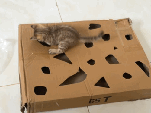 【宠物】家里捡回来的小奶牛猫，居然无师自通学会了拔罐，越拔越熟练，该不会上辈子是个医学生吧！（组图） - 3