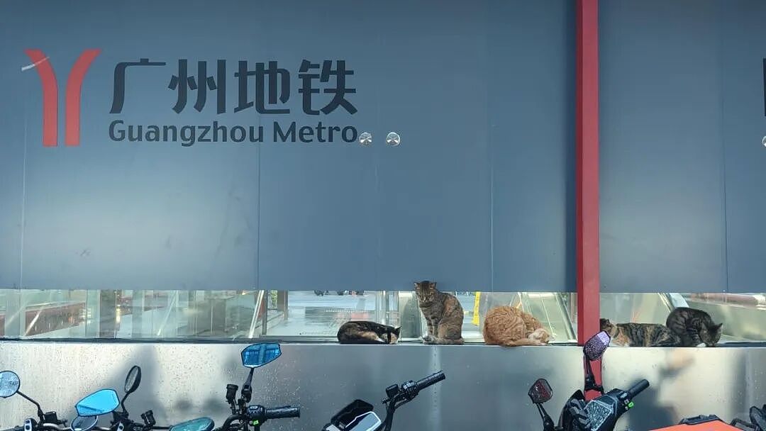 【宠物】家里捡回来的小奶牛猫，居然无师自通学会了拔罐，越拔越熟练，该不会上辈子是个医学生吧！（组图） - 12