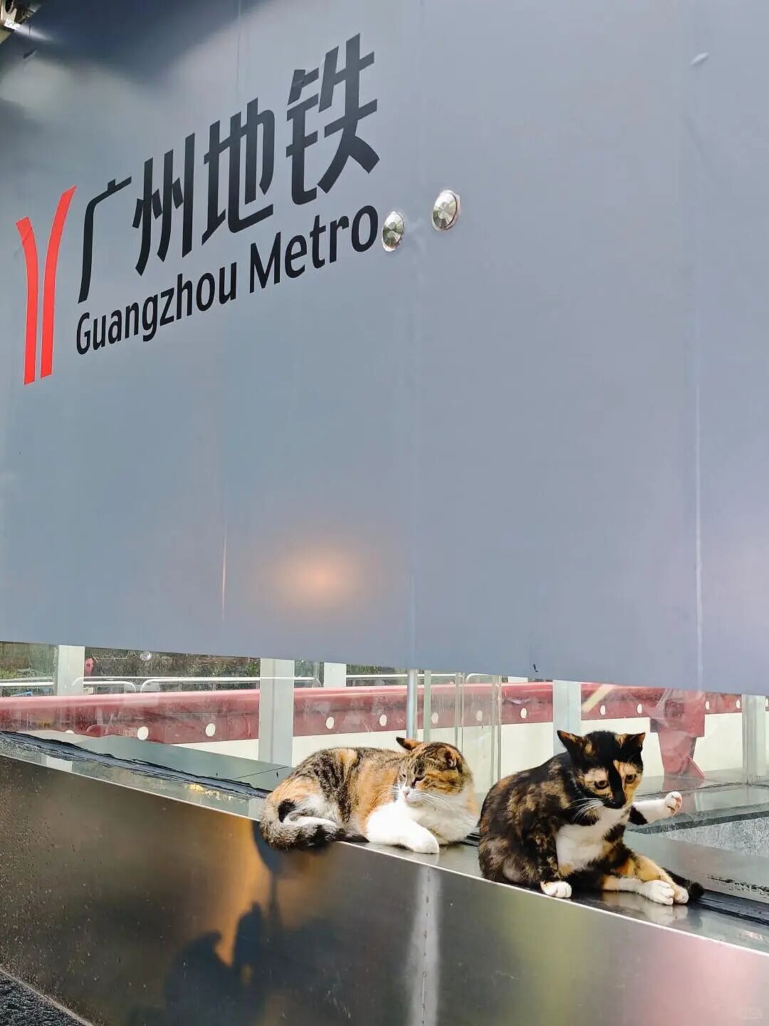 【宠物】家里捡回来的小奶牛猫，居然无师自通学会了拔罐，越拔越熟练，该不会上辈子是个医学生吧！（组图） - 15