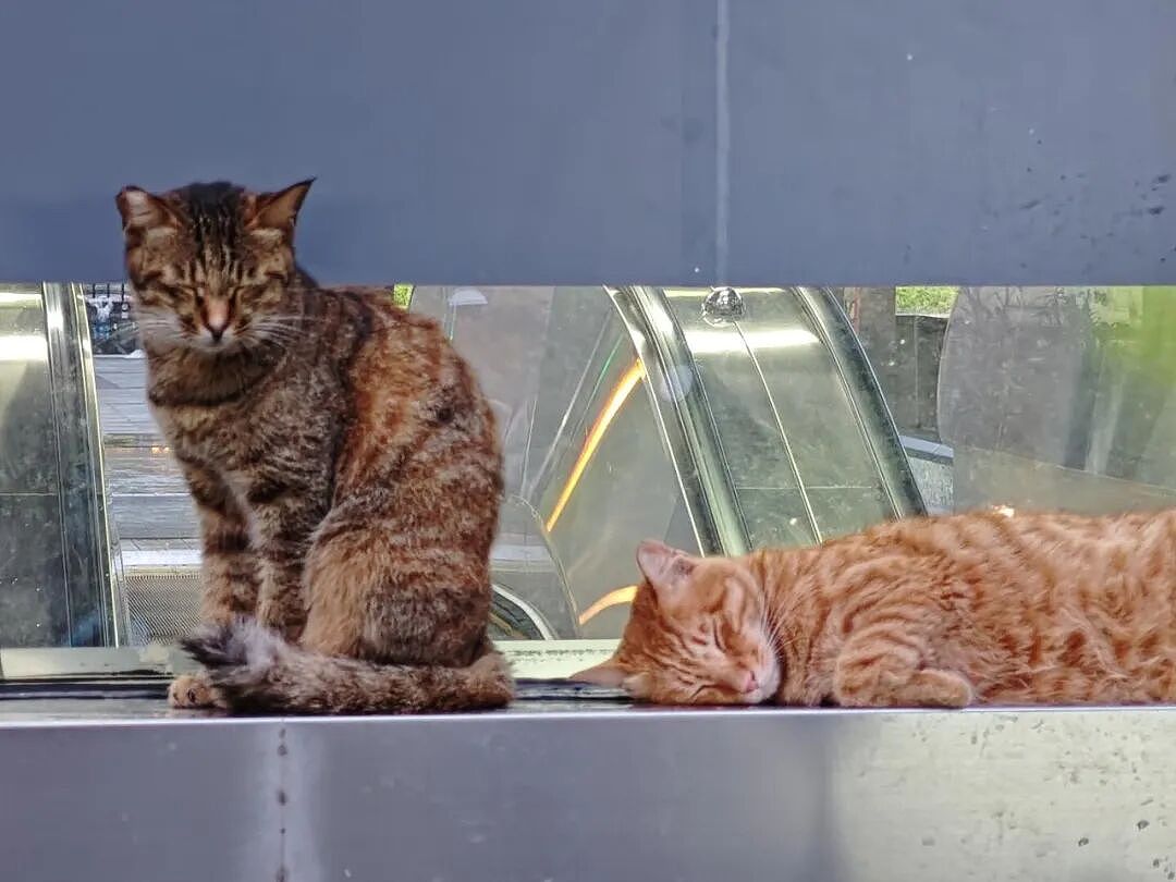 【宠物】家里捡回来的小奶牛猫，居然无师自通学会了拔罐，越拔越熟练，该不会上辈子是个医学生吧！（组图） - 13