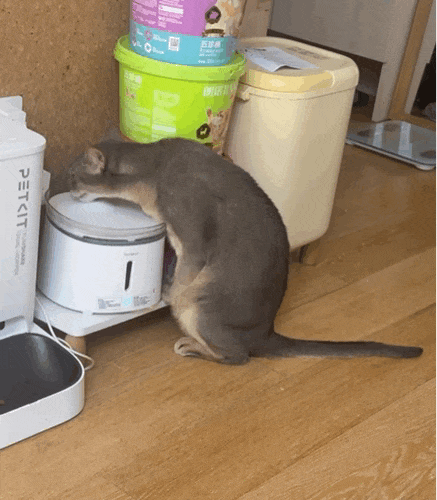 【宠物】家里捡回来的小奶牛猫，居然无师自通学会了拔罐，越拔越熟练，该不会上辈子是个医学生吧！（组图） - 1