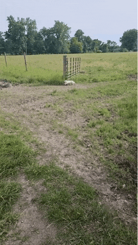 【宠物】有一只小猫前来应聘牧羊，以为小猫肯定比不上边牧牧羊，结果专业程度碾压老员工，边牧都看傻了：我要失业了…（组图） - 1