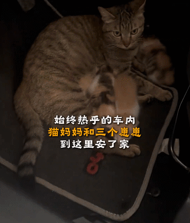 【宠物】调酒师吐槽店里跑来很多猫，客人以为自己喝醉眼花了哈哈哈，评论区：不喝酒能进店吗？（组图） - 2