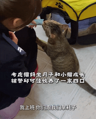 【宠物】调酒师吐槽店里跑来很多猫，客人以为自己喝醉眼花了哈哈哈，评论区：不喝酒能进店吗？（组图） - 3