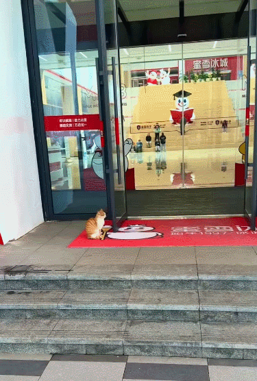 【宠物】调酒师吐槽店里跑来很多猫，客人以为自己喝醉眼花了哈哈哈，评论区：不喝酒能进店吗？（组图） - 7