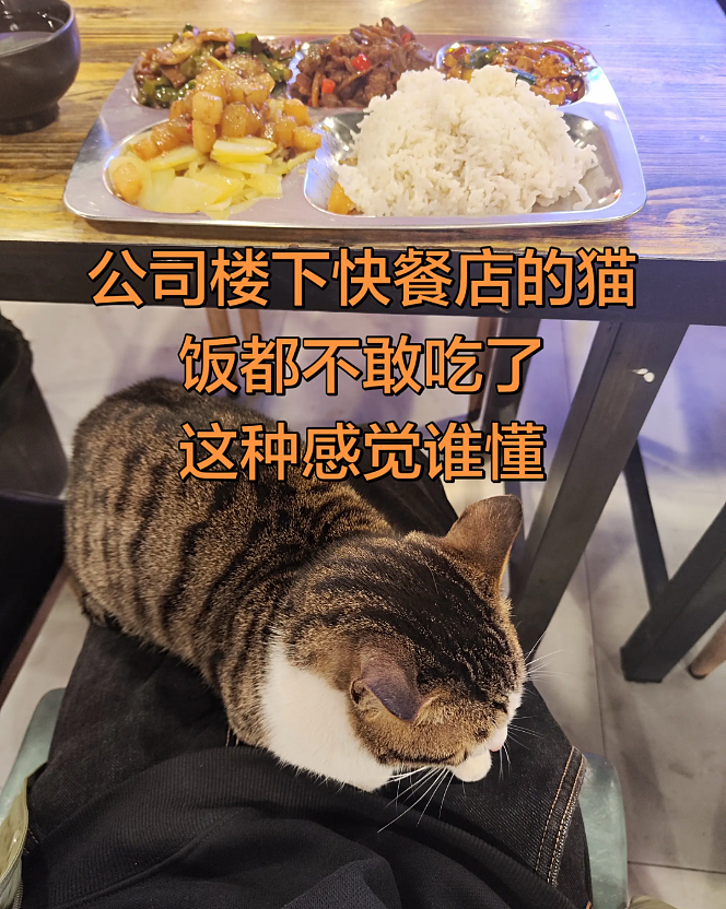 【宠物】调酒师吐槽店里跑来很多猫，客人以为自己喝醉眼花了哈哈哈，评论区：不喝酒能进店吗？（组图） - 9