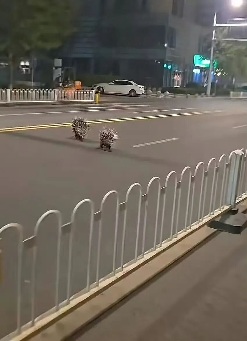 【爆笑】“只见过一次的网聊对象要跟我先婚后爱…？”哈哈哈在这签到领对象呢！（组图） - 45