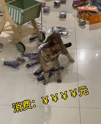 【宠物】小哥带猫去宠物店洗澡，结果收到1米8的账单？网友得知小猫名字后笑疯：早说起名要慎重呀哈哈哈 - 3