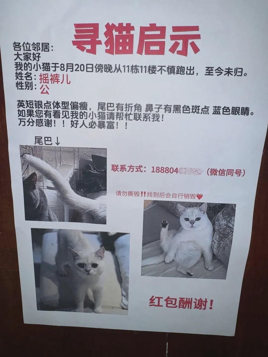 【宠物】小哥带猫去宠物店洗澡，结果收到1米8的账单？网友得知小猫名字后笑疯：早说起名要慎重呀哈哈哈 - 7