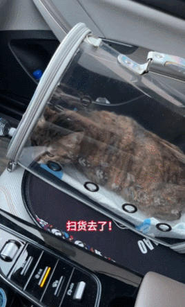 【宠物】小哥带猫去宠物店洗澡，结果收到1米8的账单？网友得知小猫名字后笑疯：早说起名要慎重呀哈哈哈 - 5