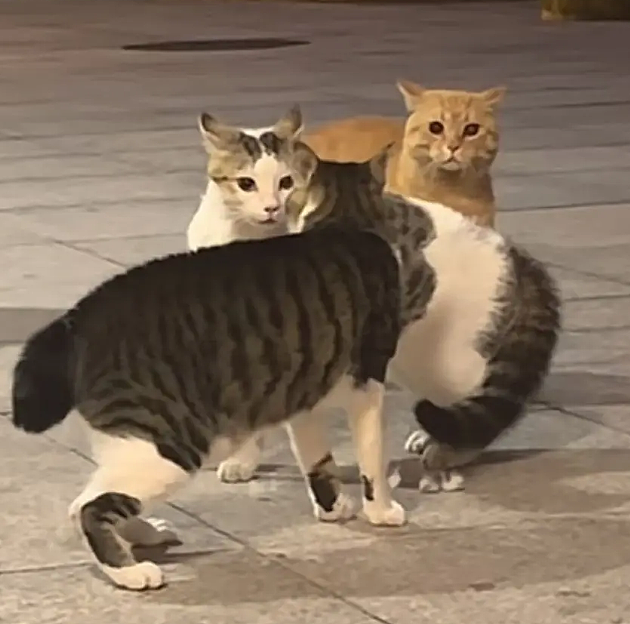 橘猫看有猫打架便跑去吃瓜，了解完前因后果后…网友：咋还有猫拉偏架呢？！（组图） - 12