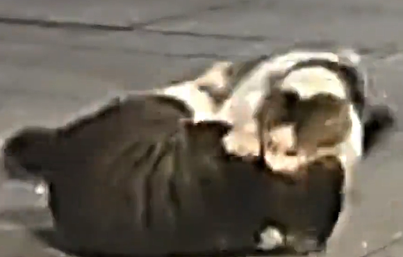 橘猫看有猫打架便跑去吃瓜，了解完前因后果后…网友：咋还有猫拉偏架呢？！（组图） - 2