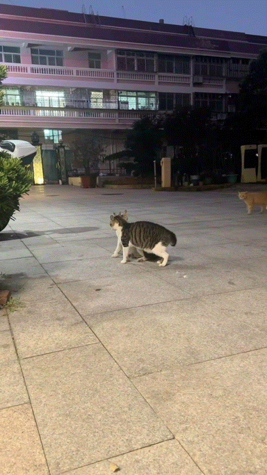橘猫看有猫打架便跑去吃瓜，了解完前因后果后…网友：咋还有猫拉偏架呢？！（组图） - 4