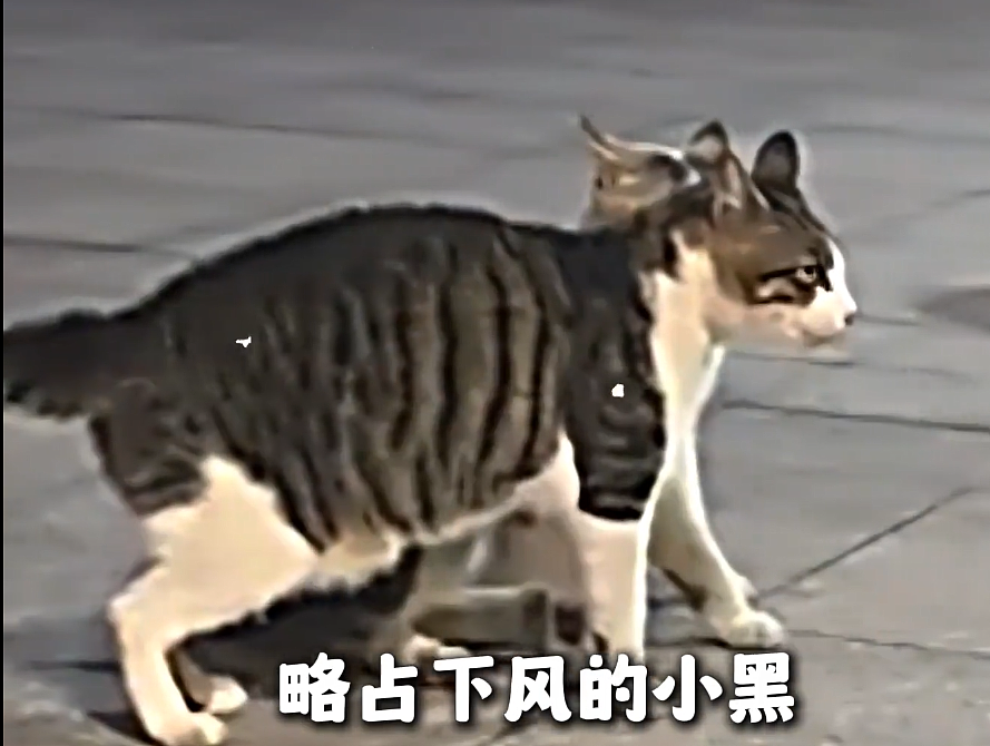 橘猫看有猫打架便跑去吃瓜，了解完前因后果后…网友：咋还有猫拉偏架呢？！（组图） - 3