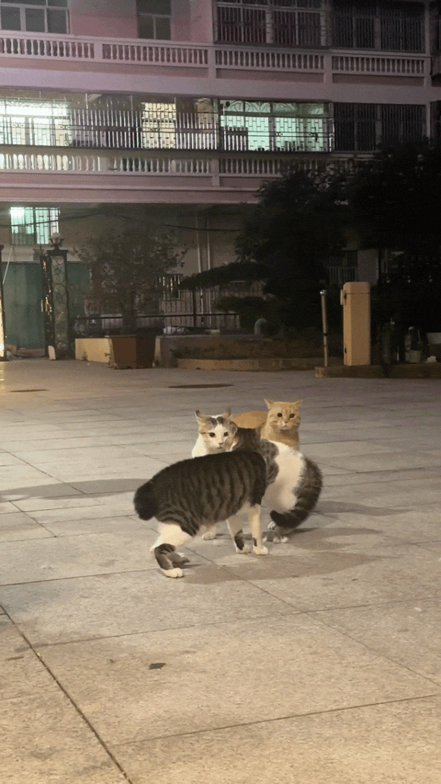 橘猫看有猫打架便跑去吃瓜，了解完前因后果后…网友：咋还有猫拉偏架呢？！（组图） - 7
