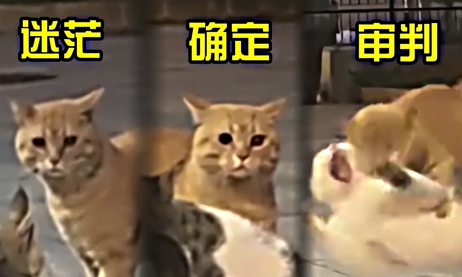 橘猫看有猫打架便跑去吃瓜，了解完前因后果后…网友：咋还有猫拉偏架呢？！（组图） - 14