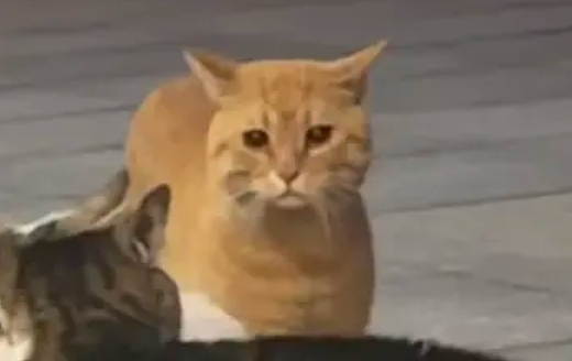 橘猫看有猫打架便跑去吃瓜，了解完前因后果后…网友：咋还有猫拉偏架呢？！（组图） - 11