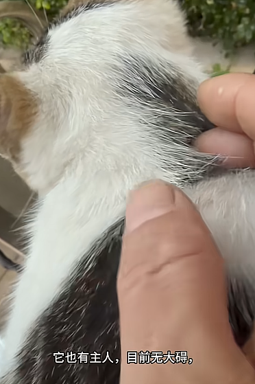 橘猫看有猫打架便跑去吃瓜，了解完前因后果后…网友：咋还有猫拉偏架呢？！（组图） - 10