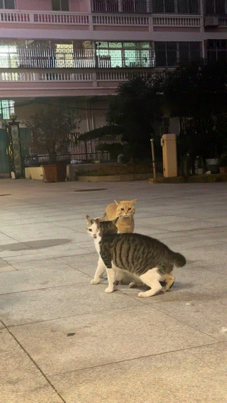 橘猫看有猫打架便跑去吃瓜，了解完前因后果后…网友：咋还有猫拉偏架呢？！（组图） - 6