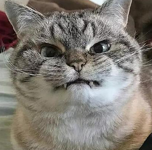 橘猫看有猫打架便跑去吃瓜，了解完前因后果后…网友：咋还有猫拉偏架呢？！（组图） - 19