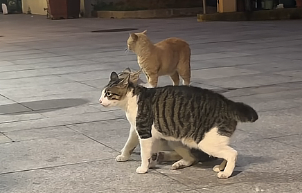 橘猫看有猫打架便跑去吃瓜，了解完前因后果后…网友：咋还有猫拉偏架呢？！（组图） - 15