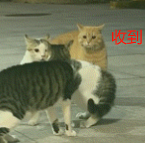 橘猫看有猫打架便跑去吃瓜，了解完前因后果后…网友：咋还有猫拉偏架呢？！（组图） - 8