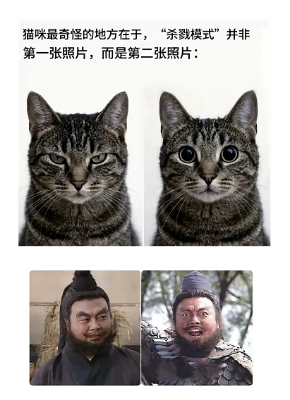 橘猫看有猫打架便跑去吃瓜，了解完前因后果后…网友：咋还有猫拉偏架呢？！（组图） - 18