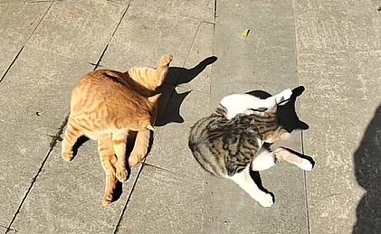 橘猫看有猫打架便跑去吃瓜，了解完前因后果后…网友：咋还有猫拉偏架呢？！（组图） - 9