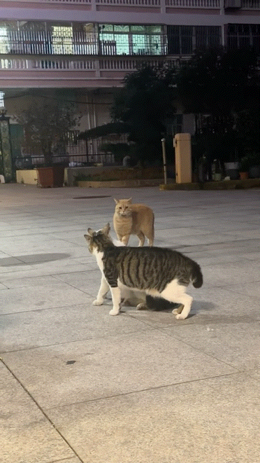 橘猫看有猫打架便跑去吃瓜，了解完前因后果后…网友：咋还有猫拉偏架呢？！（组图） - 5