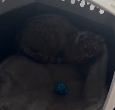 投喂的流浪猫吃饱不走还面露哀伤…人：没事，我养你！（组图） - 3