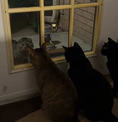 投喂的流浪猫吃饱不走还面露哀伤…人：没事，我养你！（组图） - 1