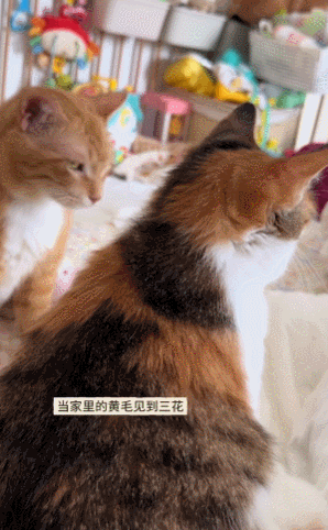 【宠物】小姐姐发帖问为啥空调的风一股脚臭味风,研究很久找不到原因…点开却看到出风口有两只毛茸茸的脚!(组图) - 28