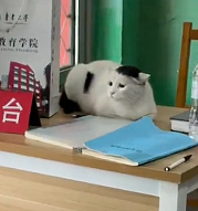 【宠物】小姐姐发帖问为啥空调的风一股脚臭味风,研究很久找不到原因…点开却看到出风口有两只毛茸茸的脚!(组图) - 30