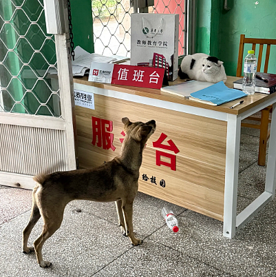 【宠物】小姐姐发帖问为啥空调的风一股脚臭味风,研究很久找不到原因…点开却看到出风口有两只毛茸茸的脚!(组图) - 29