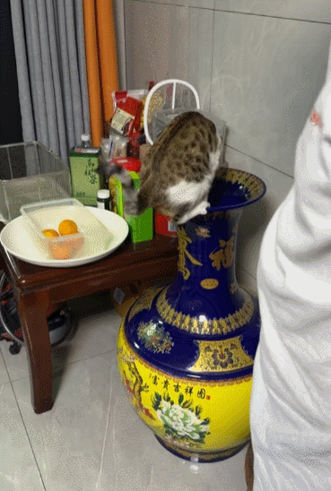 【宠物】小姐姐发帖问为啥空调的风一股脚臭味风,研究很久找不到原因…点开却看到出风口有两只毛茸茸的脚!(组图) - 14