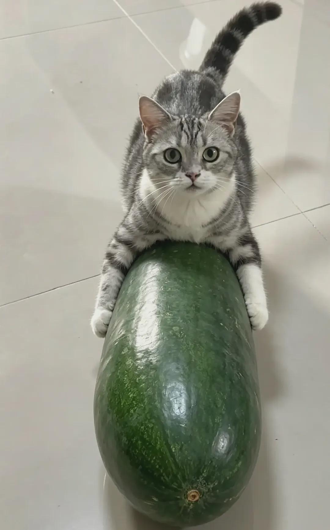 【宠物】第一批骑冬瓜得后遗症的小猫已经出现了 - 2