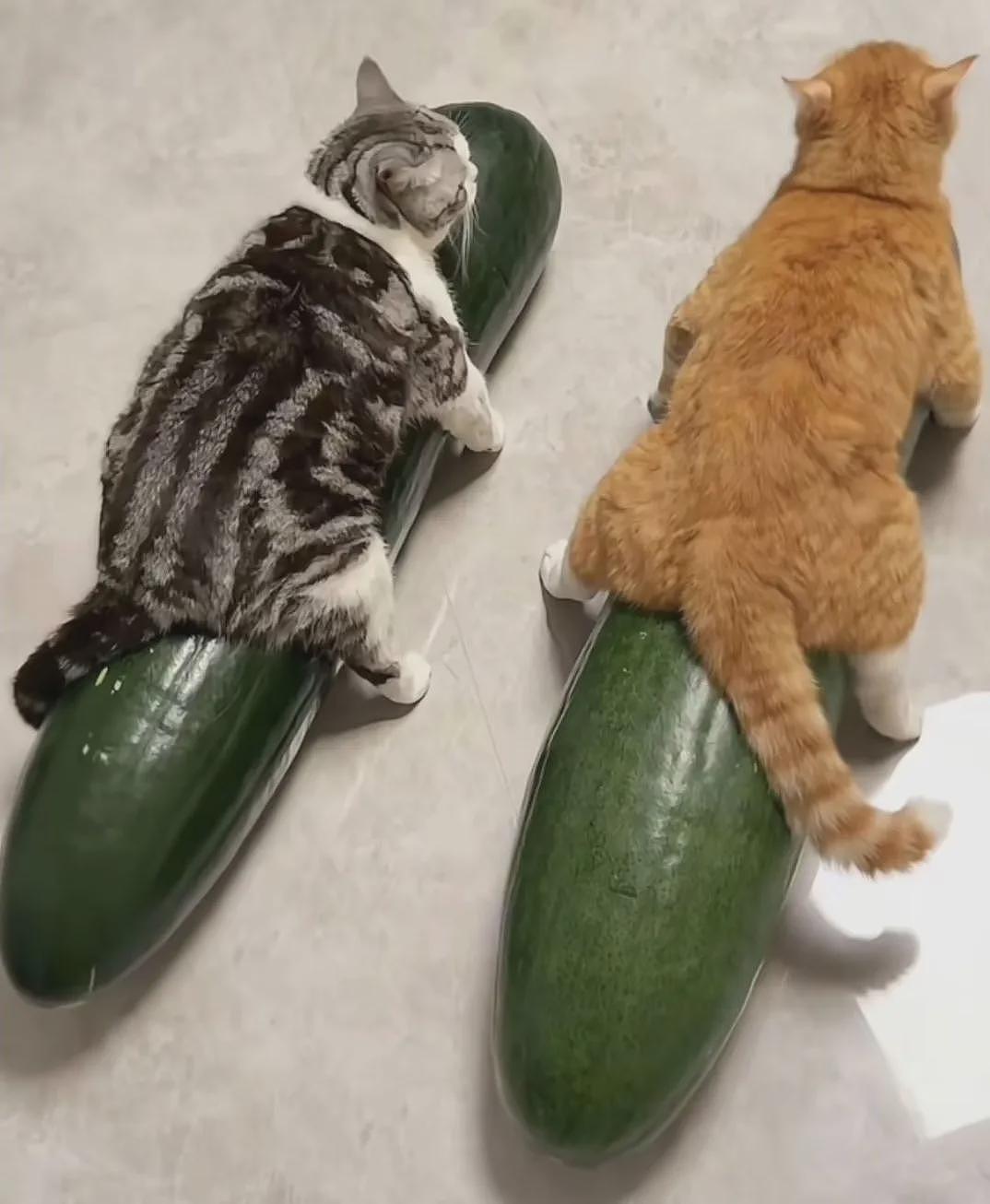 【宠物】第一批骑冬瓜得后遗症的小猫已经出现了 - 3