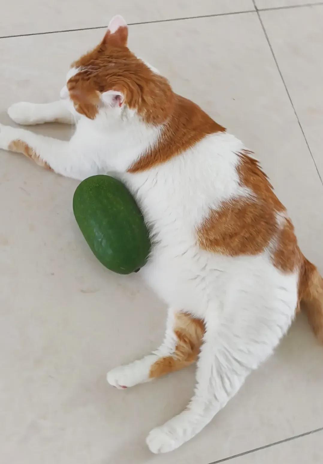 【宠物】第一批骑冬瓜得后遗症的小猫已经出现了 - 11