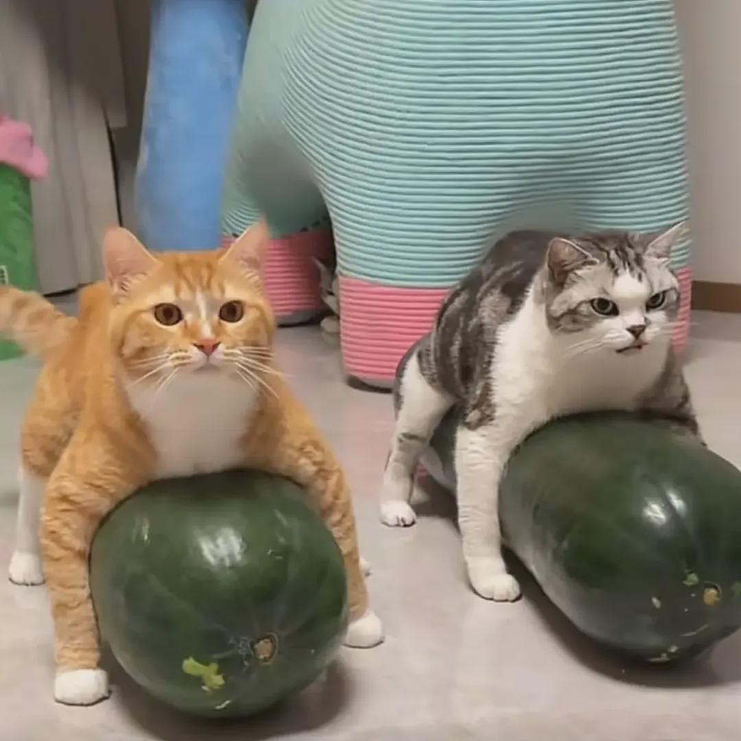 【宠物】第一批骑冬瓜得后遗症的小猫已经出现了 - 4