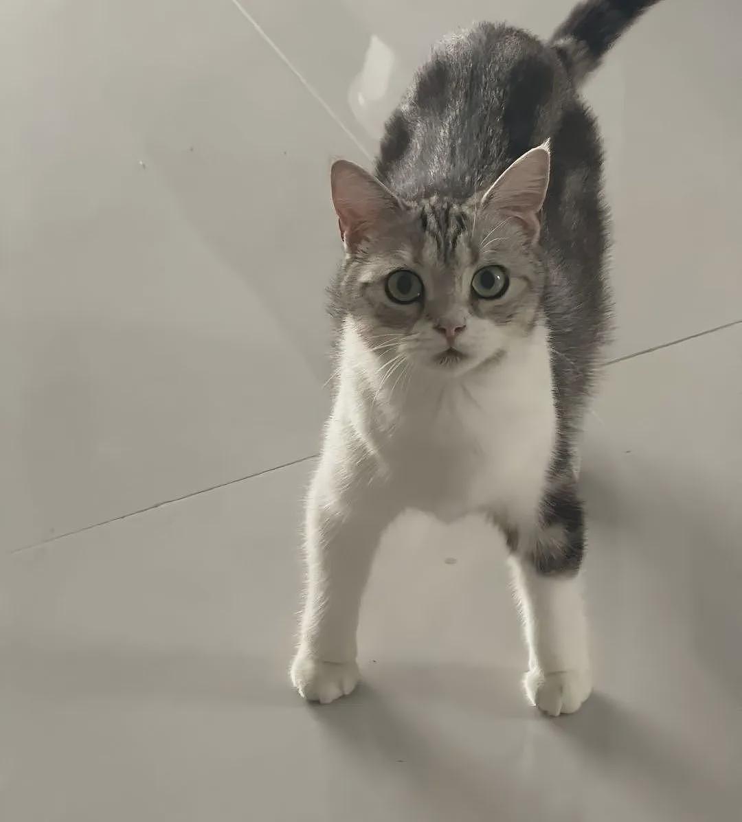 【宠物】第一批骑冬瓜得后遗症的小猫已经出现了 - 1